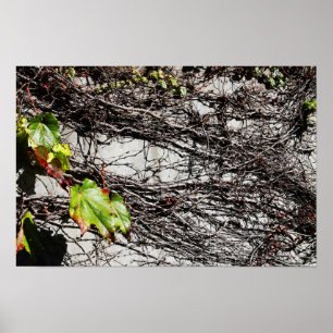 Affiche Couverture du mur
