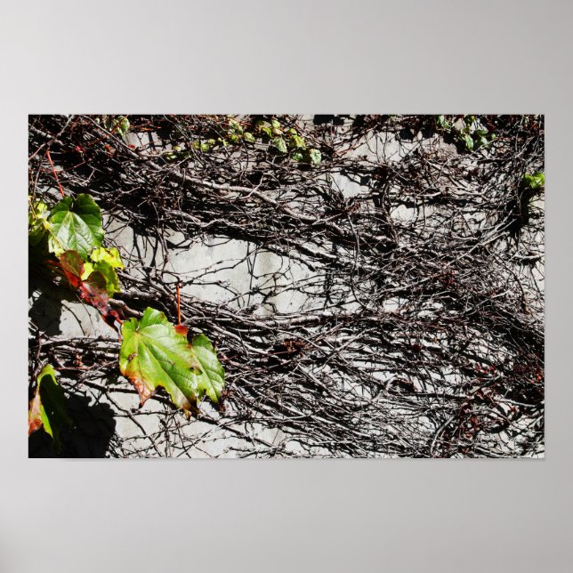Affiche Couverture du mur (Devant)