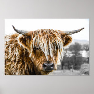Affiche Cow Coo