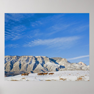 Affiche Cowboys avec l'oreille des chevaux