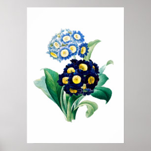 Affiche Cowslip Primrose Print by Pierre-Joseph Redouté