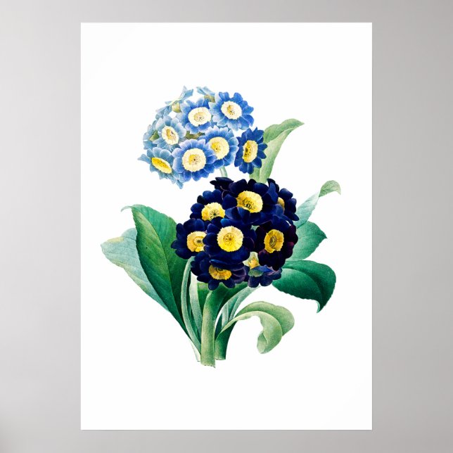 Affiche Cowslip Primrose Print by Pierre-Joseph Redouté (Devant)