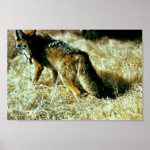 Affiche Coyote
