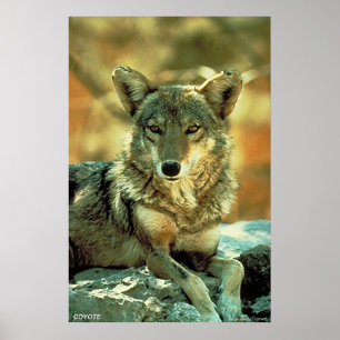 Affiche Coyote