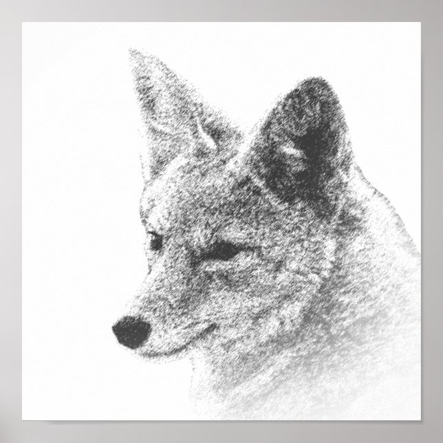 Affiche Coyote Drawing (Devant)