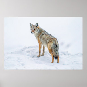 Affiche Coyote en alerte dans la neige