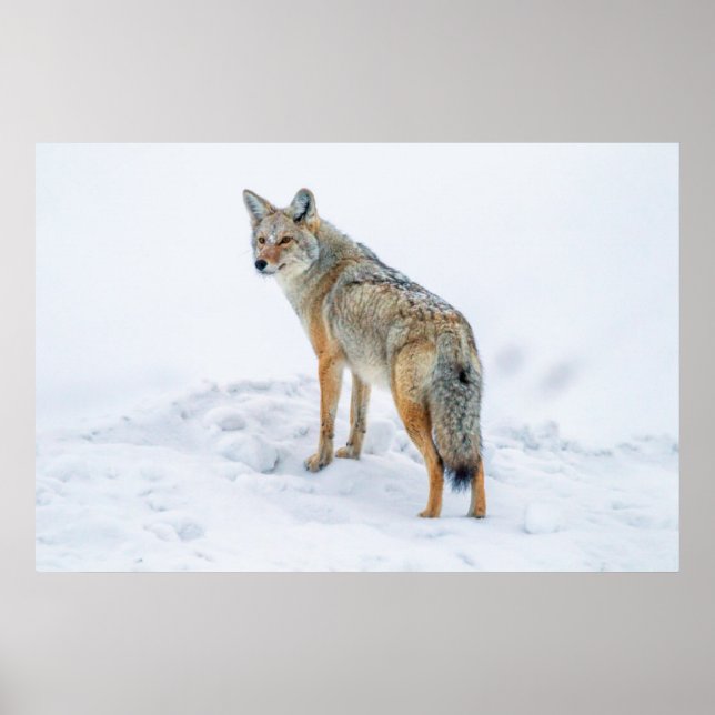 Affiche Coyote en alerte dans la neige (Devant)