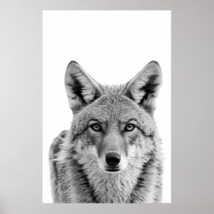 Affiche Coyote Head Portrait d'art noir blanc