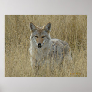 Affiche Coyote R2 dans les hautes herbes