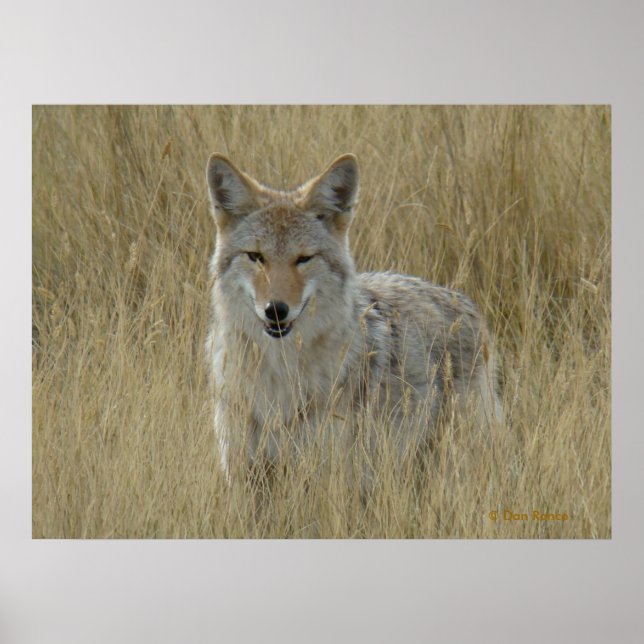 Affiche Coyote R2 dans les hautes herbes (Devant)