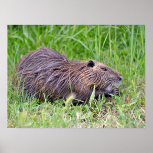 Affiche Coypu dans l'herbe