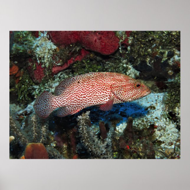 Affiche Cozumel Graysby (Devant)