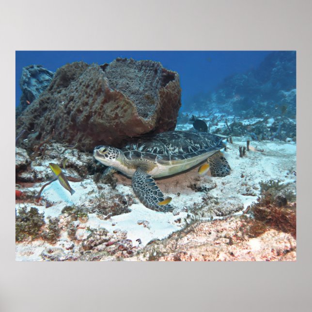 Affiche Cozumel Green Turtle (Devant)