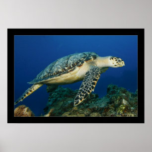 Affiche Cozumel - Hawksbill #005