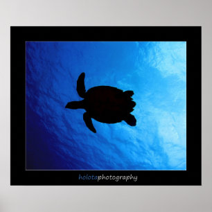 Affiche Cozumel - Hawksbill #011
