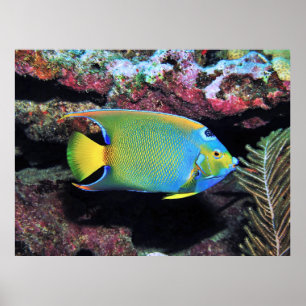 Affiche Cozumel Queen Angelfish