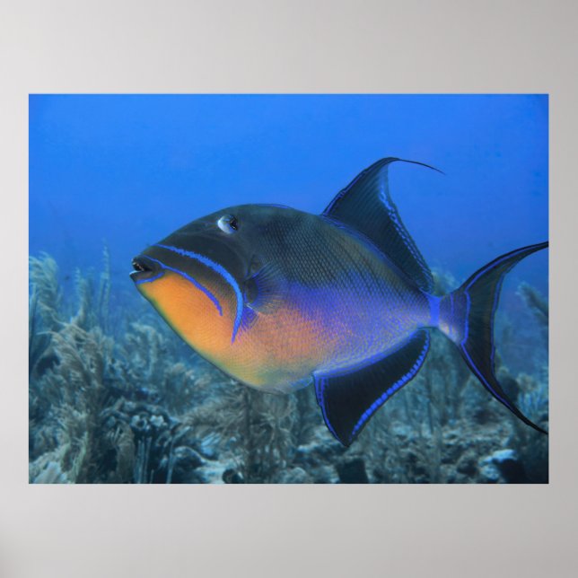 Affiche Cozumel Queen Triggerfish (Devant)