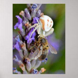 Affiche Crab spider eating bee foil holiday