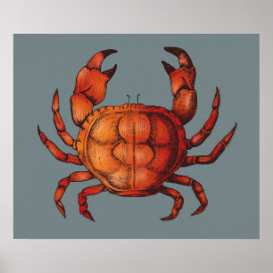 Affiche Crabe