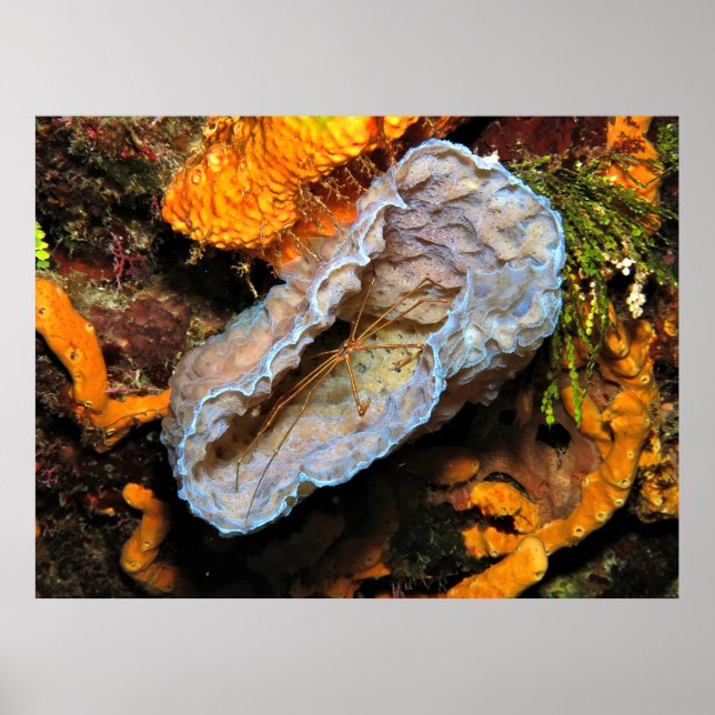 Affiche Crabe à flèches chevauchant une éponge (Devant)