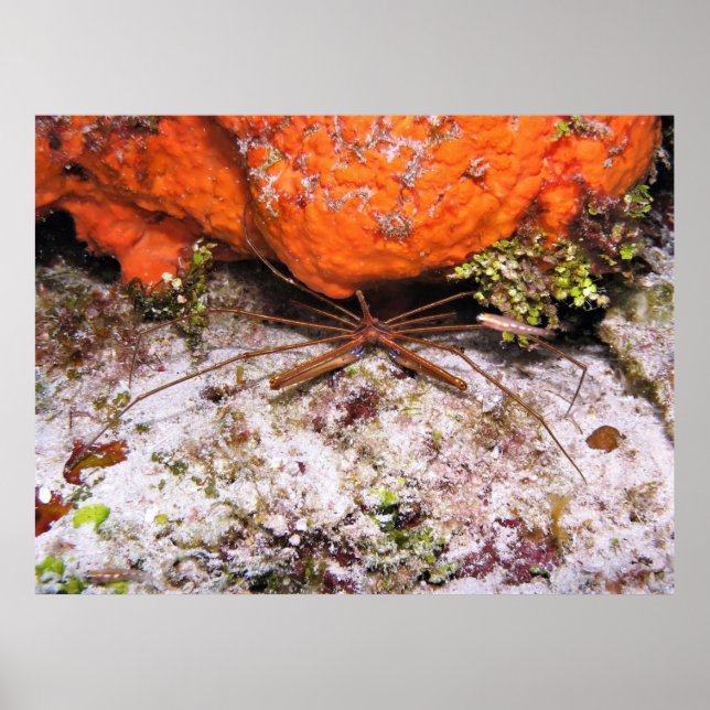 Affiche Crabe à flèches de cozumel (Devant)
