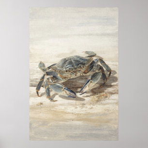 Affiche Crabe Bleu sur un Rivage Sablonneux