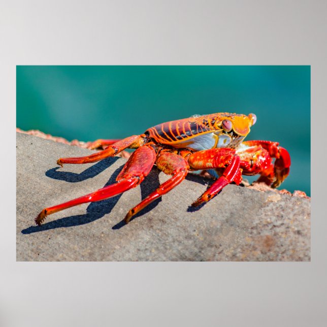 Affiche Crabe coloré, île des Galapagos, Equateur (Devant)