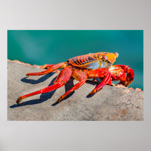 Affiche Crabe de couleur, île des Galapagos, Équateur