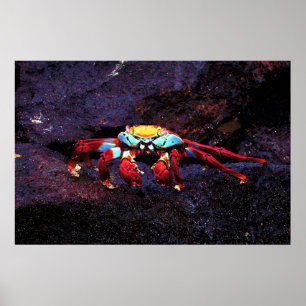 Affiche Crabe de Red Rock
