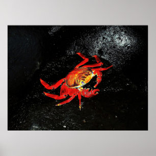 Affiche Crabe de Sally Lightfoot