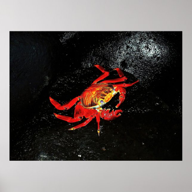 Affiche Crabe de Sally Lightfoot (Devant)