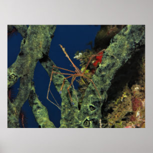 Affiche Crabe des flèches dans l'éponge