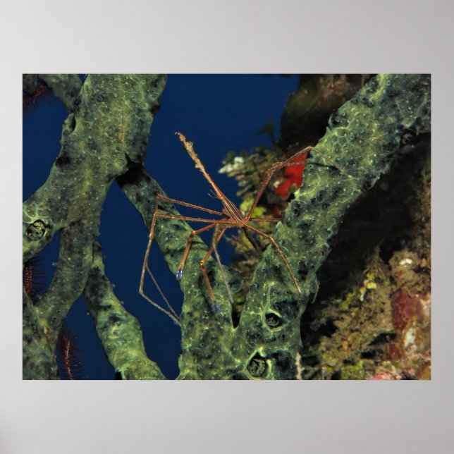 Affiche Crabe des flèches dans l'éponge (Devant)
