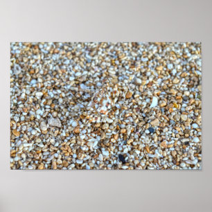 Affiche Crabe fantôme Camouflé sur une plage de Kauai, Haw