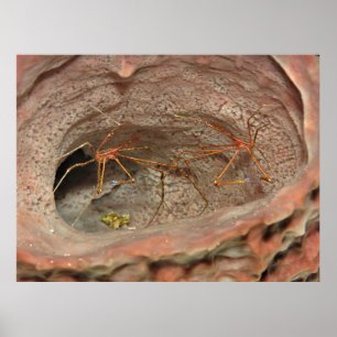 Affiche Crabes à flèches dans une éponge de baril