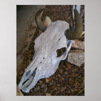 Affiche Crâne