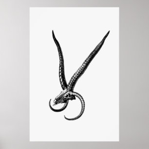 Affiche Crâne animal vintage