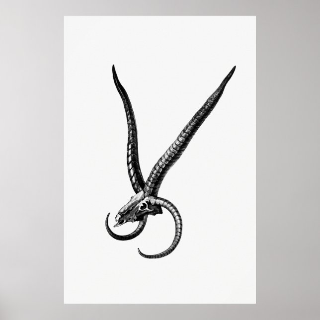 Affiche Crâne animal vintage (Devant)