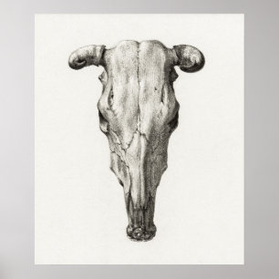 Affiche Crâne animal vintage