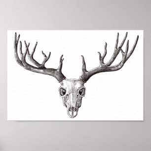 Affiche Crâne de cerf vintage/Antlers