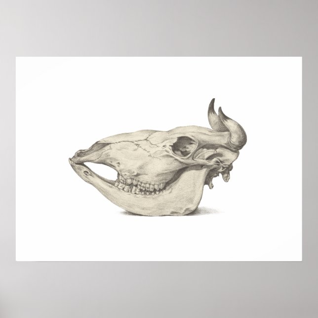 Affiche Crâne de vache, vu de côté dessin (Devant)