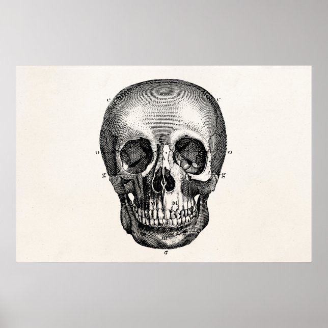 Affiche Crâne vintage des années 1800 Crâne Retro Skeleton (Devant)
