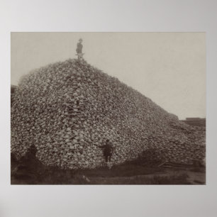 Affiche Crânes de bison américain à rectifier pour