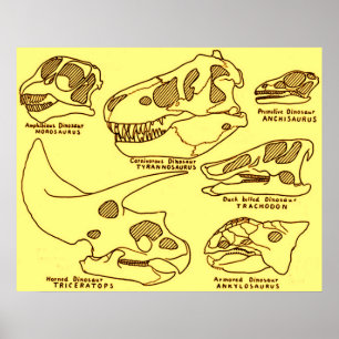 Affiche Crânes de dinosaure