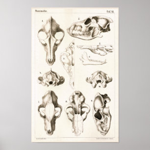 Affiche Crânes de loup et de renard Anatomie vétérinaire I