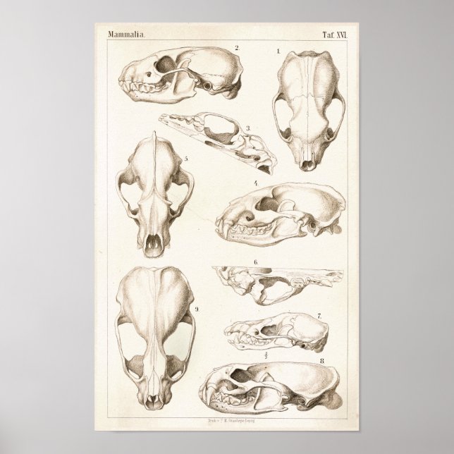 Affiche Crânes de mammifères Anatomie vétérinaire Imprimer (Devant)