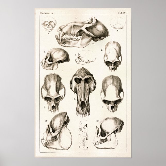 Affiche Crânes de singes Anatomie vétérinaire Imprimer (Devant)