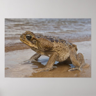 Affiche Crapaud géant Rhinella marina, anciennement Bufo