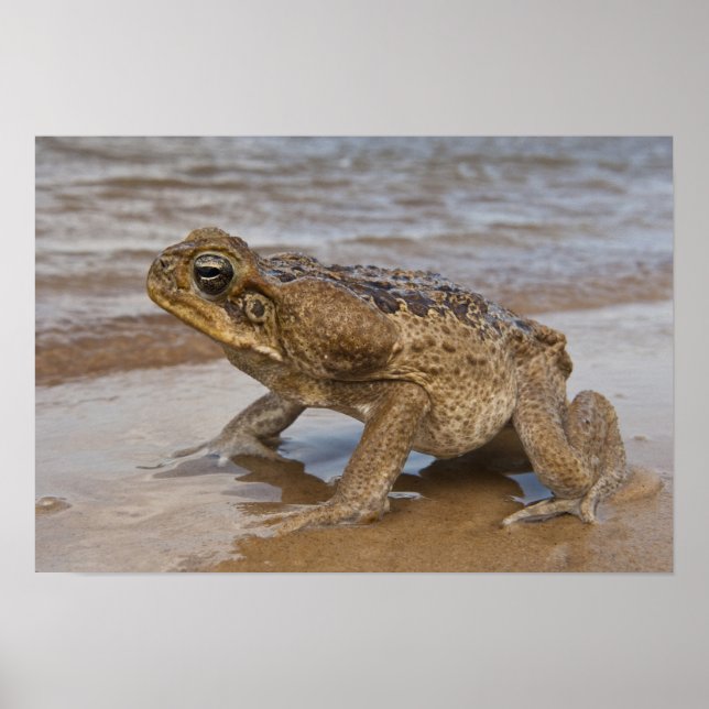 Affiche Crapaud géant Rhinella marina, anciennement Bufo (Devant)