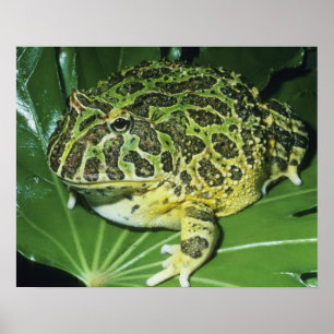 Affiche Crapaud Orné, (Ceratophrys ornata),